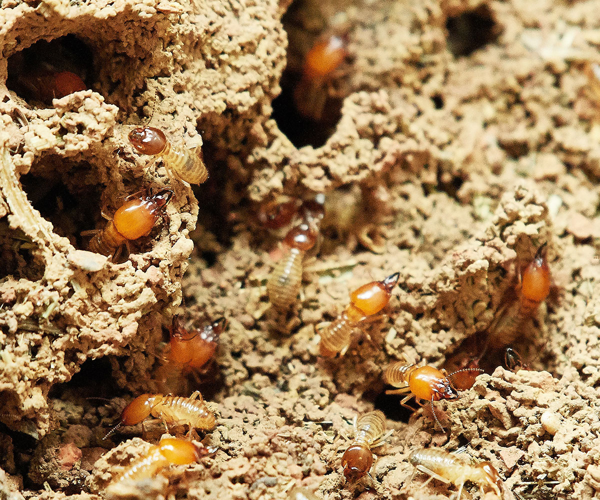 Pest Inspections