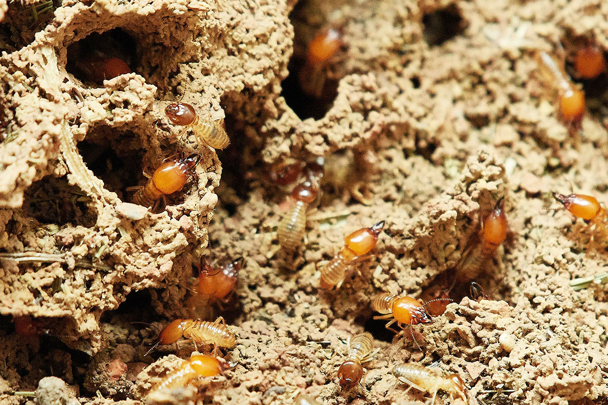Pest Inspections